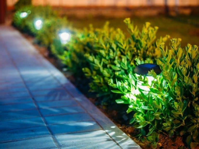Solar lights along a garden path at night