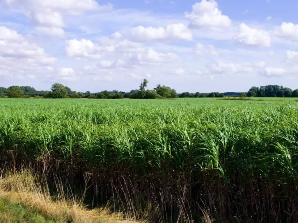 Biomass grass farmers field