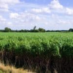 Biomass grass farmers field