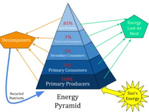 Pyramid of biomass