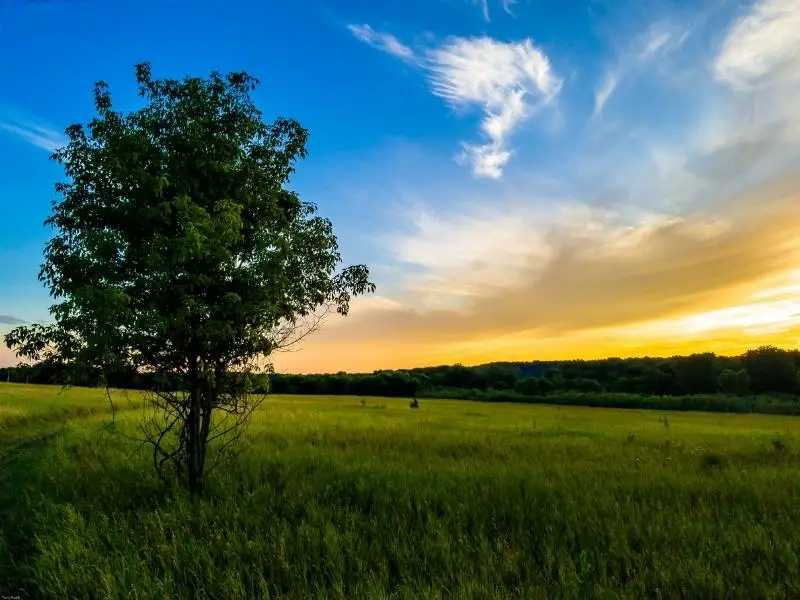 Country view of a tree on a field with beautiful skies