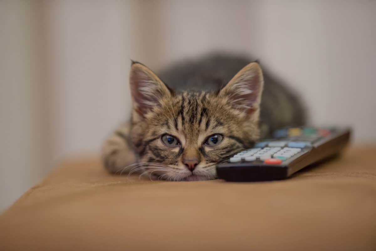 Cute Kitten At Home.
