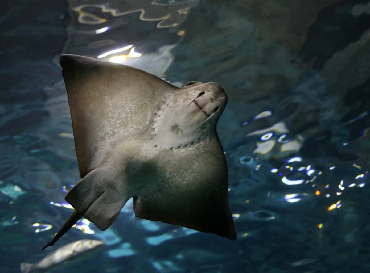 Electric slope in blue water. Aquarium in Barcelona.