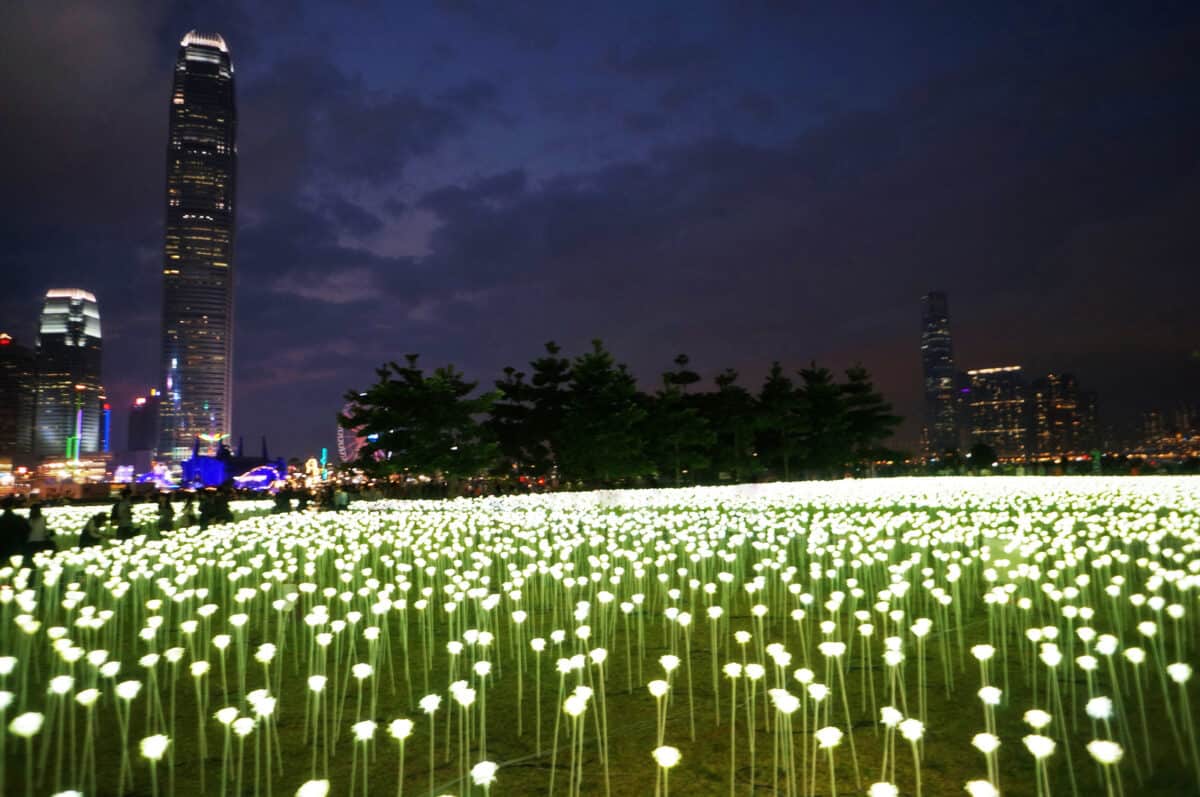 Hong Kong 25000 White Led Roses On Display In Hong Kong On February 13 2016 For Valentines Day.