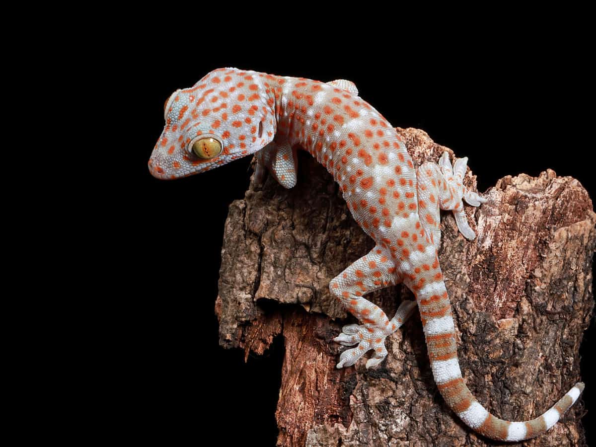 The Tokay Gecko Gekko gecko on wood.