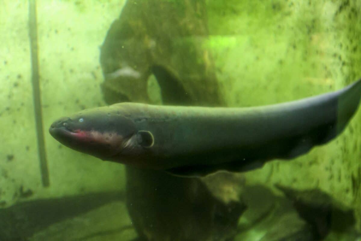 electric eel Electrophorus electricus from the Amazon river in the aquarium.