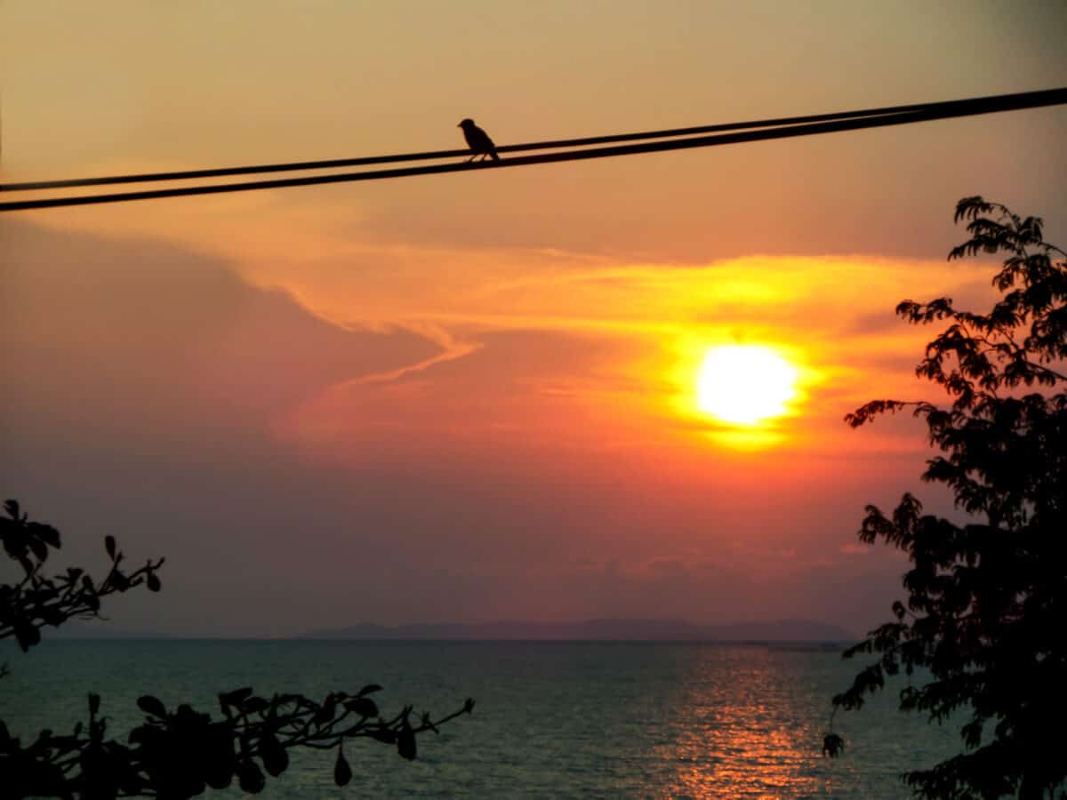 sunset sky silhouette bird on electric line leaves and tree.